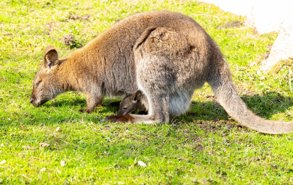Úgy hordozd a legkisebbeket, mint kenguru a kölykét!